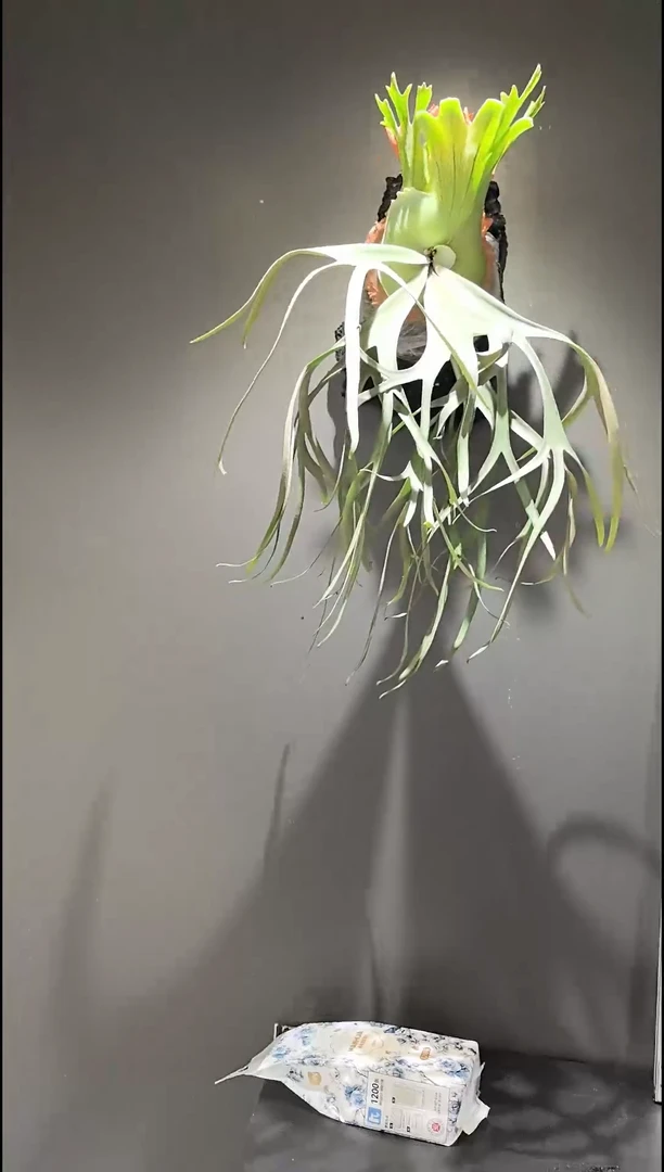 不开花植物鹿角蕨
