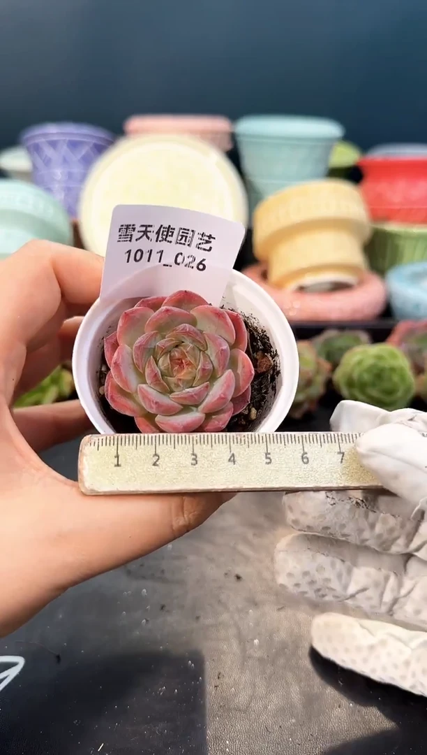 1011-  026青山 （冠幅4. 5 cm）