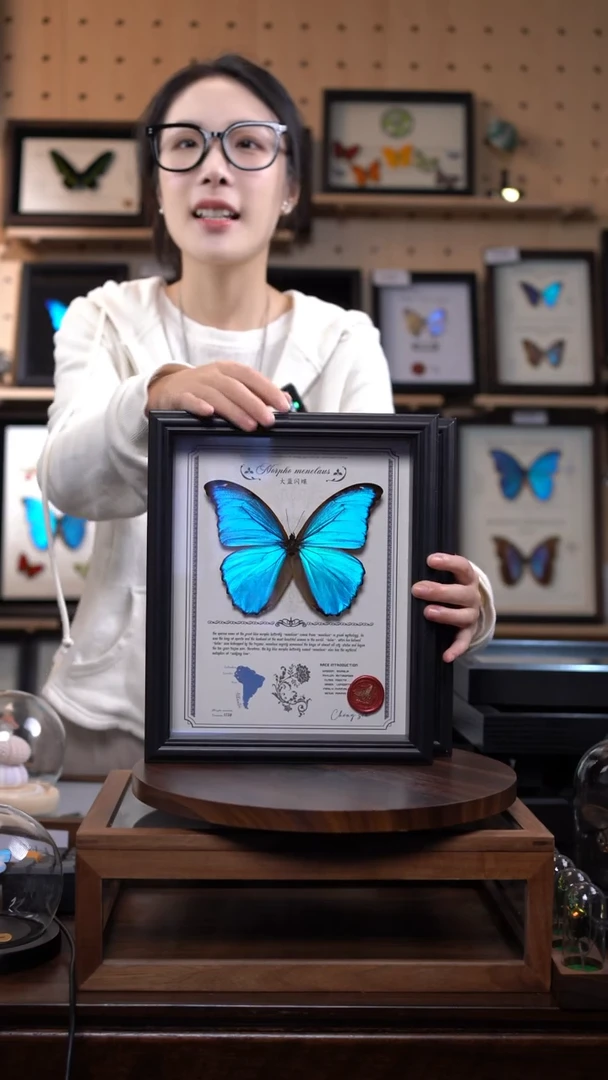 大蓝闪蝶豪华版10寸欧式框（带证书）