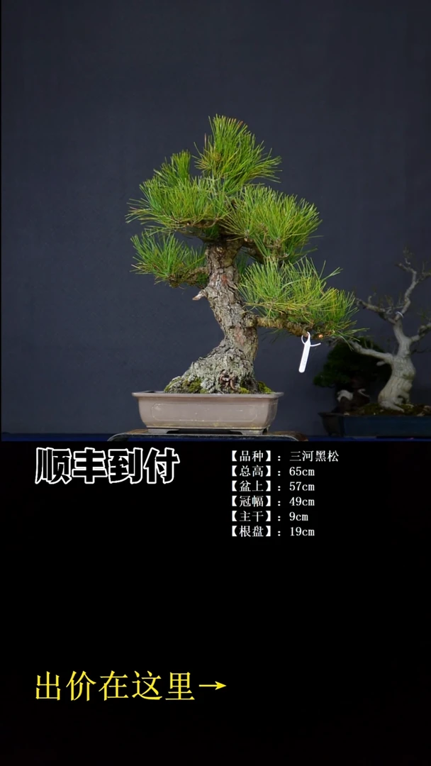 无花朵三河黑松buaboyou