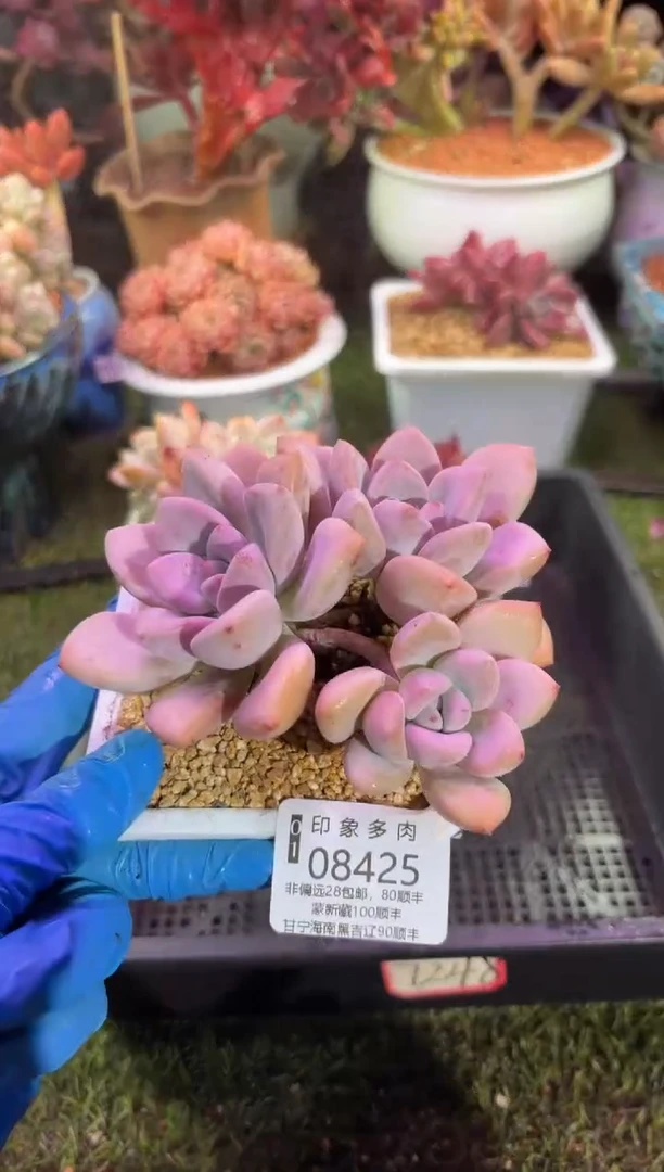 【闪购商品】08425