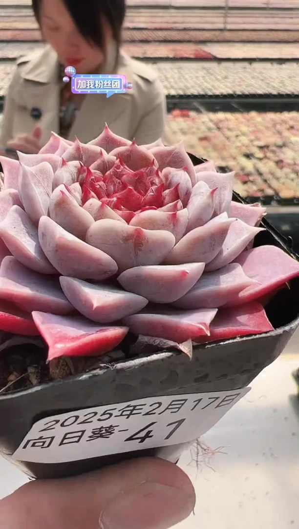 【闪购商品】向日葵-41