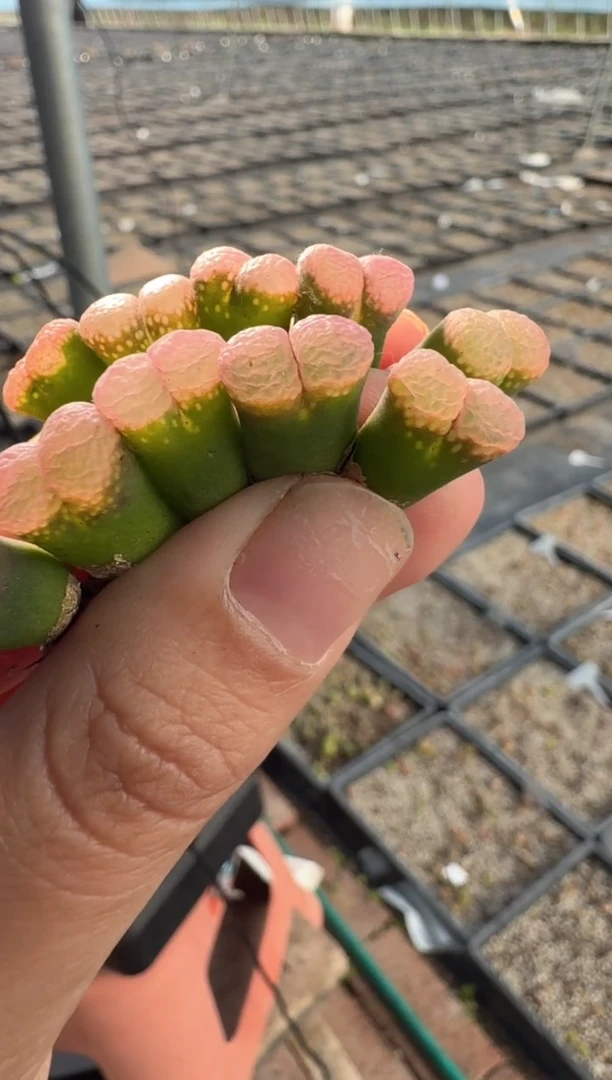 91多肉植物肉锥粉泡泡风铃一颗