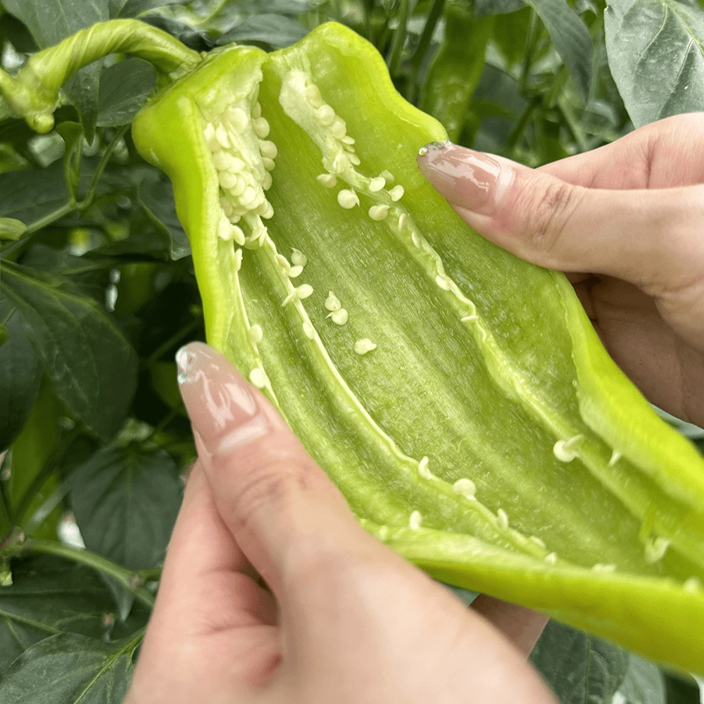 【热卖】新鲜虎皮青椒黄皮尖椒螺丝椒现摘蔬菜产地直发整箱5斤批发