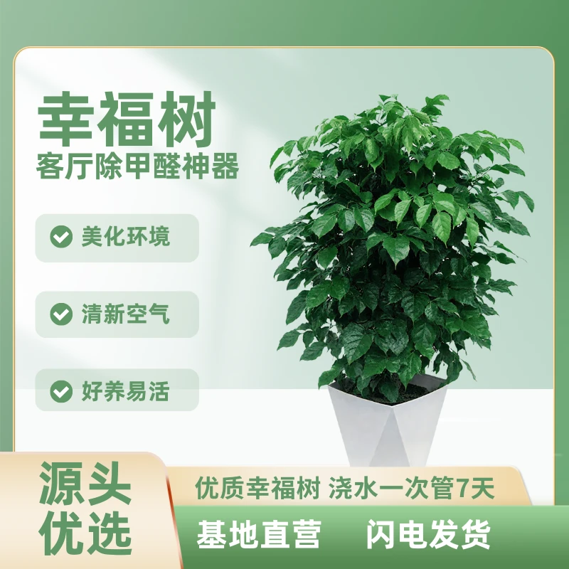 80-90cm不砍根控根幸福树室内观叶高级绿植送白色树脂菱形花盆