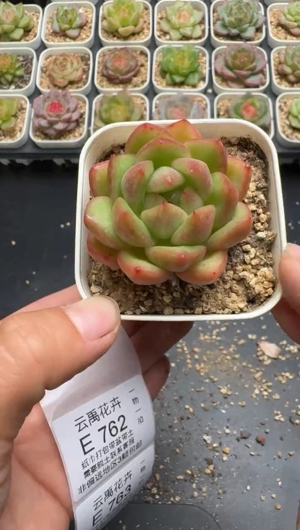 761E云禹多肉植物 带盆土纸巾打包 3颗包邮