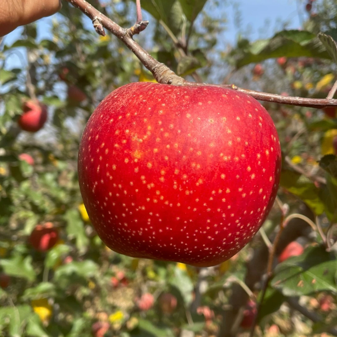 【粉面香甜】陕西高山秦冠苹果宝宝辅食味香浓5斤9斤原产地