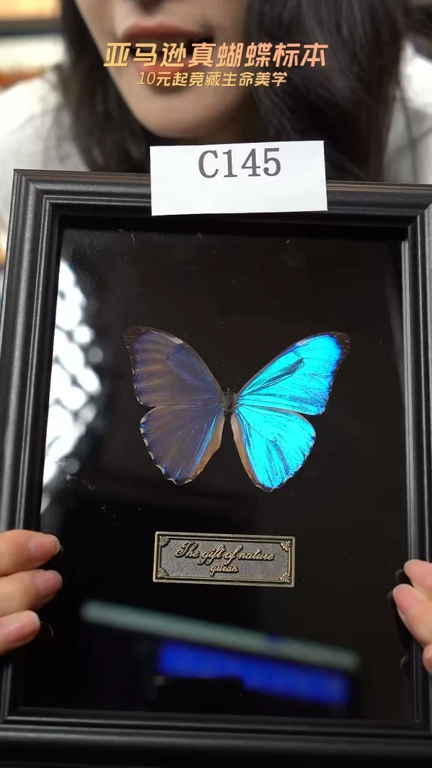 蝴蝶标本摆件竞拍c145