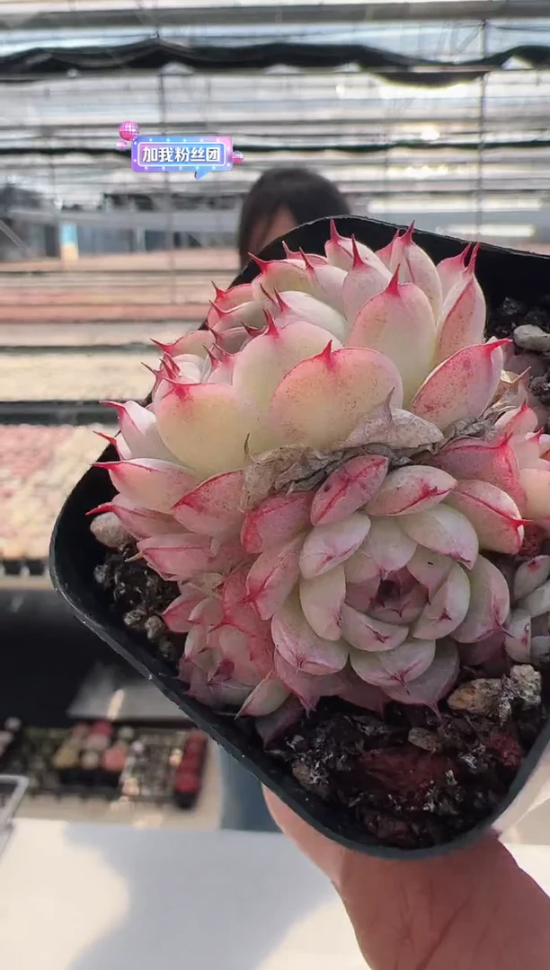 【闪购商品】新款多肉-38