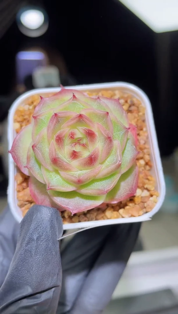 闪购2147  花间醉多肉一颗 4厘米
