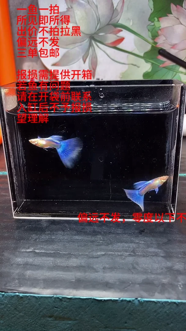 孔雀鱼孔雀鱼 28