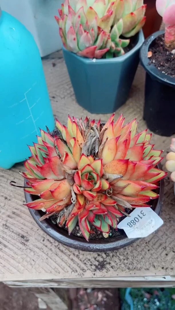 31088多肉植物一物一拍