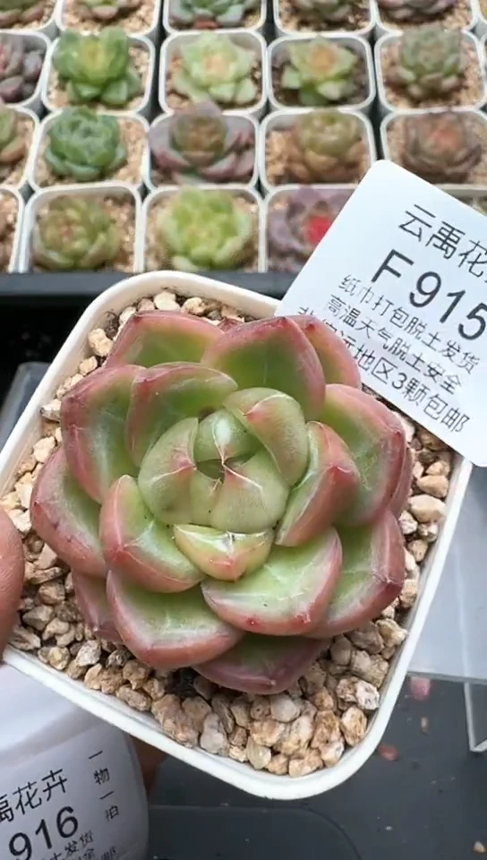 916F云禹多肉植物 默认脱土纸巾打包 3颗包邮