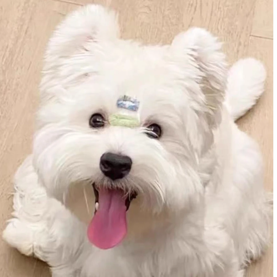 业致冰冰家活体宠物专用链接