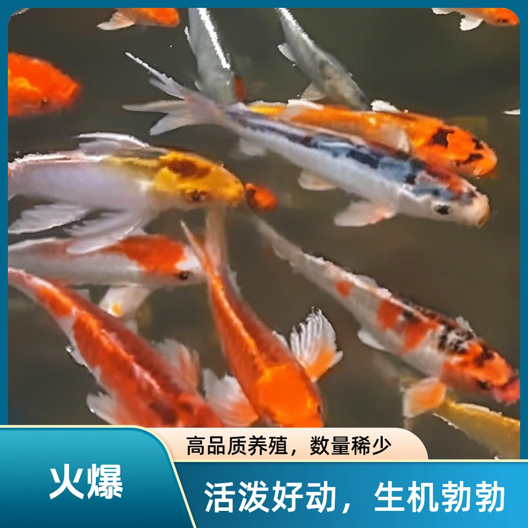 锦鲤，一次一价。好养耐活
