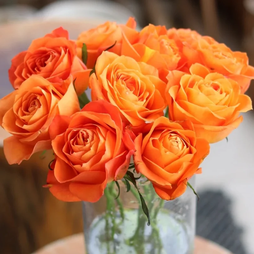 【金辉】一枝 快乐、俏皮，我的心随你而动 日照同城一小时送货到家