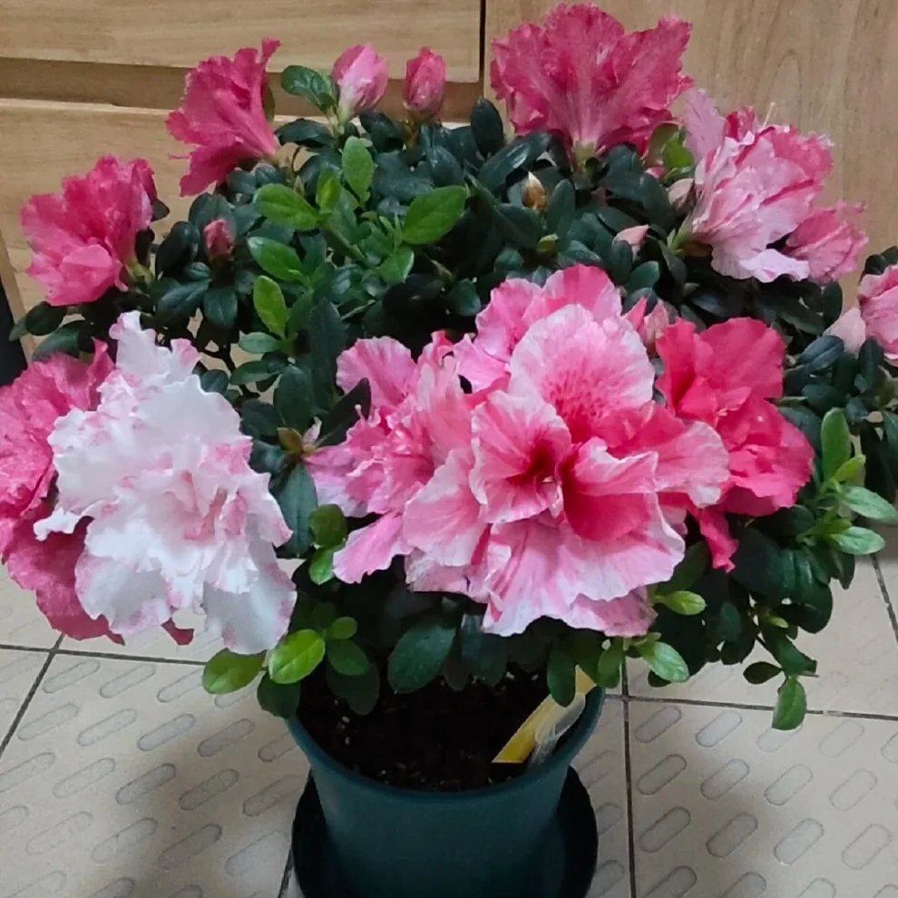 【五宝喷砂】杜鹃花 带花苞发货 庭院阳台盆栽地栽均可种植