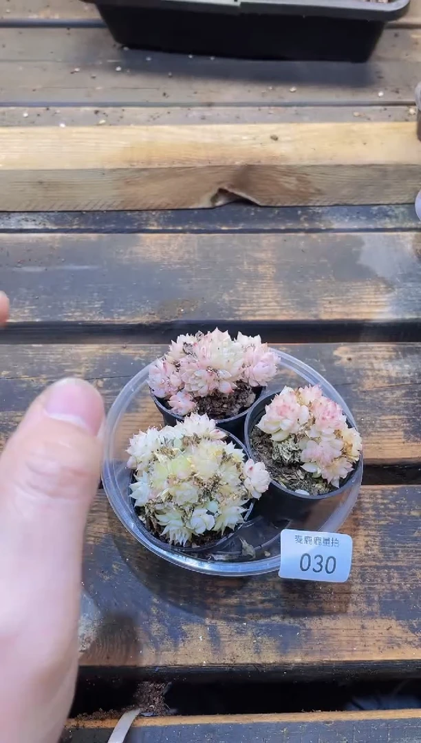 【闪购商品】030麦秆群成品量拍3颗