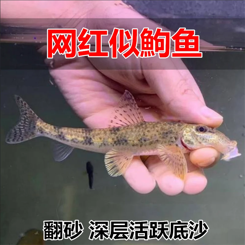 原生似鮈鱼清洁除藻翻砂冷水淡水好养观赏鱼