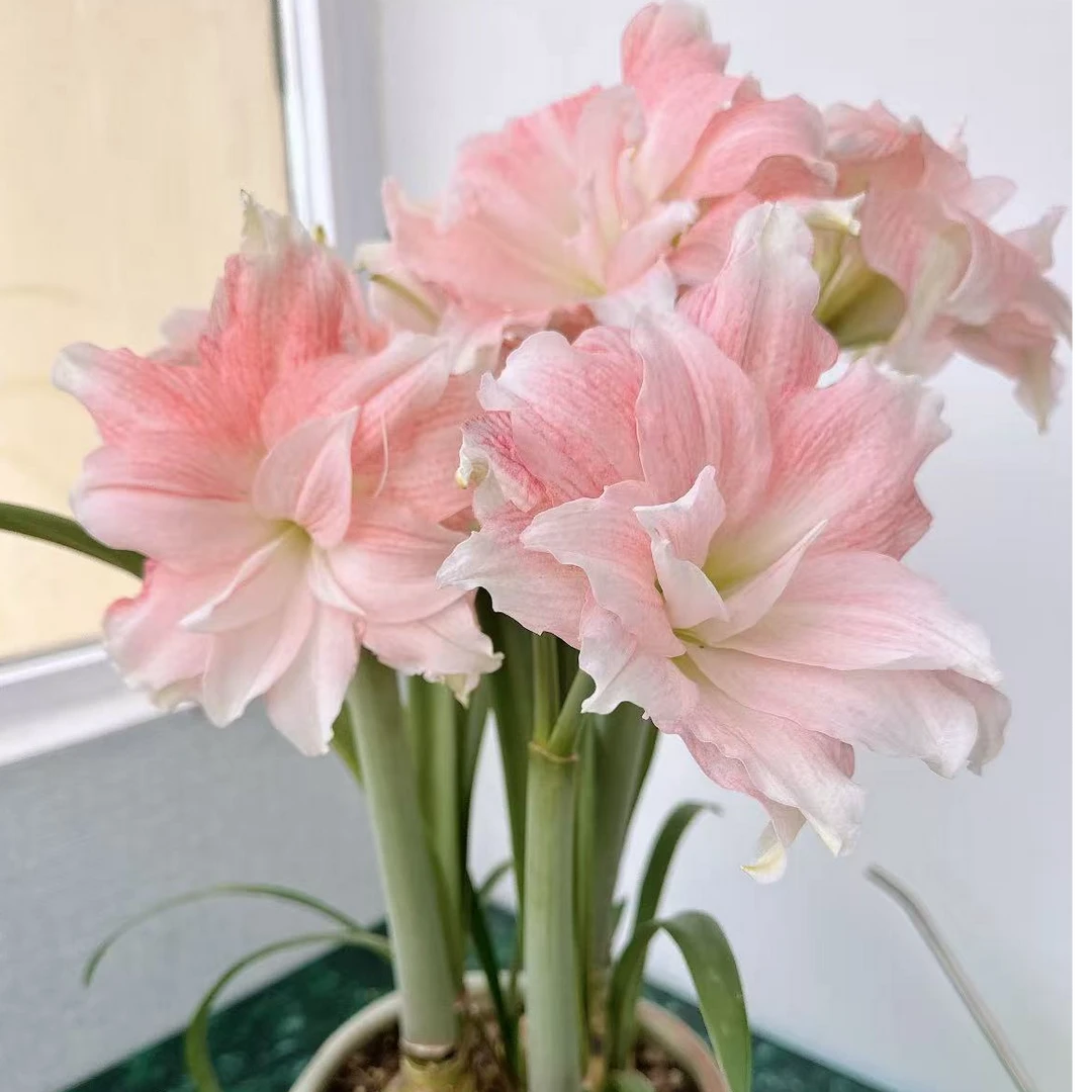 直播专属蒂卡荣耀重瓣朱顶红坨坨种球大球根内阳台好养活四季开花
