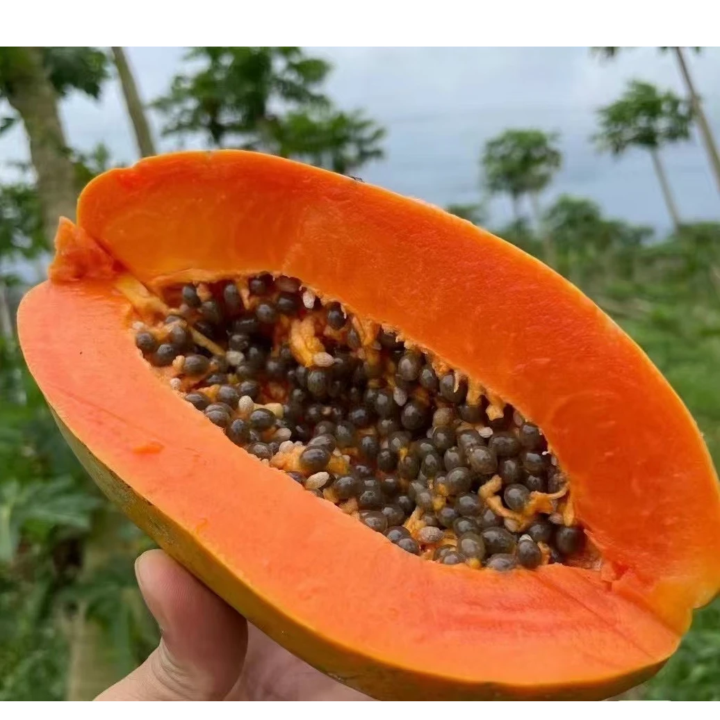 海南红心牛奶木瓜树上熟中大果香甜可口现摘现发带箱9斤包邮到家