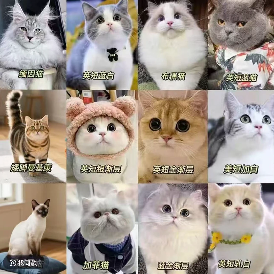 【曾小喵】全品类猫咪一对一对接，不喜欢全额退