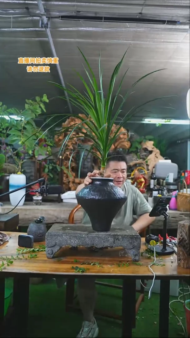 完全开放龙血树476T