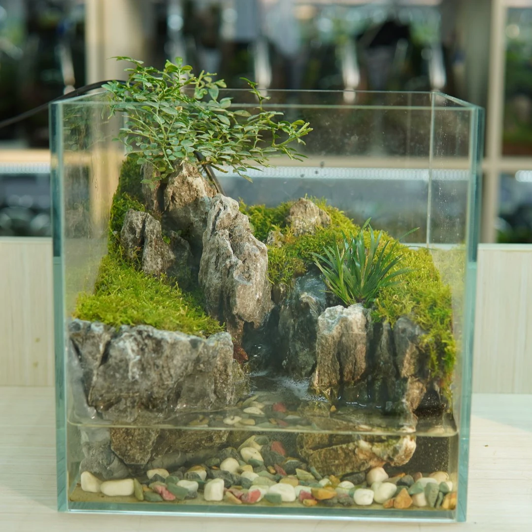 B11带泵方形苔藓水陆缸20*20*20