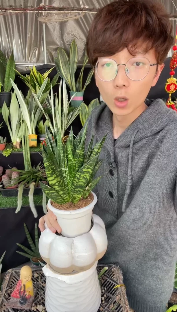 【闪购商品】贝壳带盆土39.8