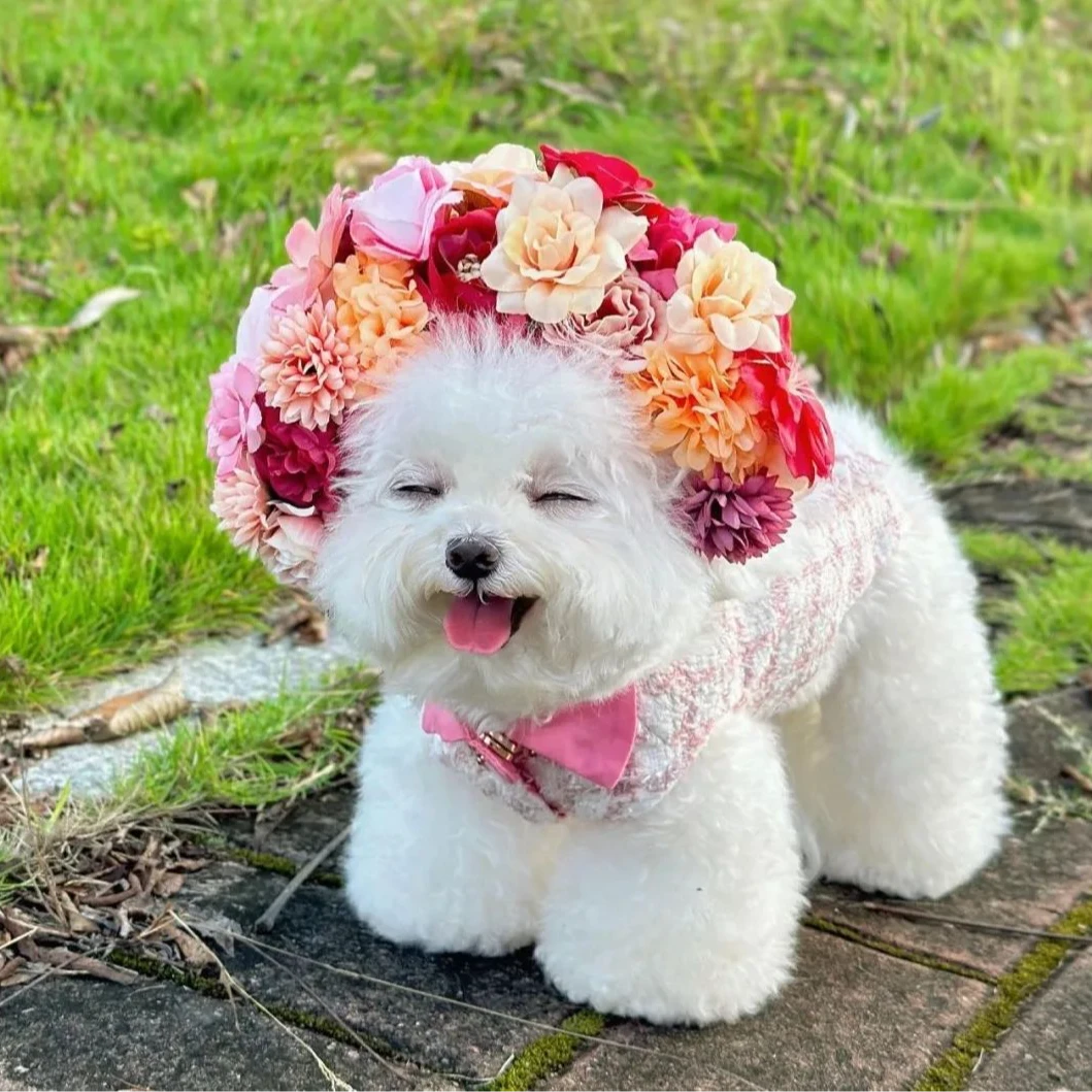 【自选小型犬】泰迪比熊博美衣服