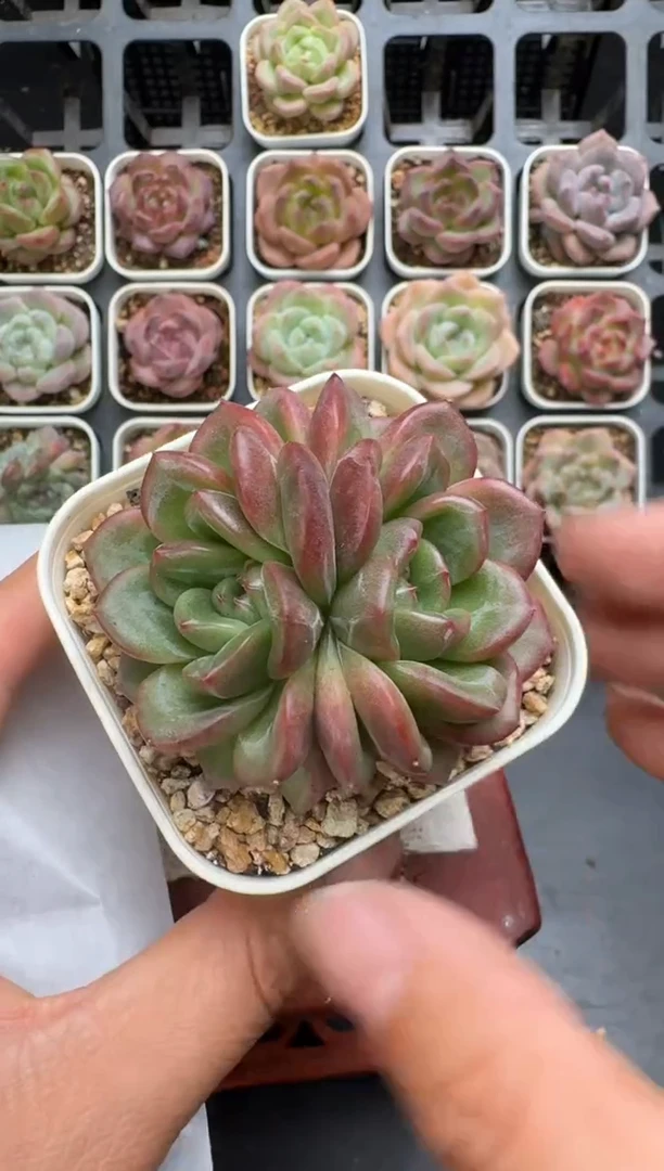 099R脱土发 当场拍3颗以上包柚 多肉植物 一物一拍