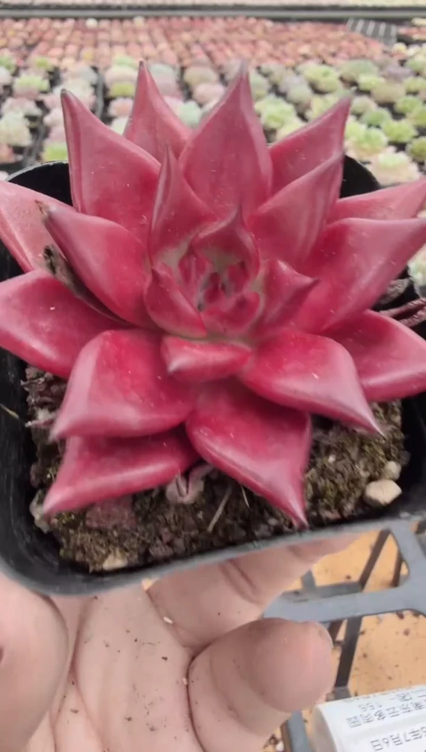 东云多肉园二店-143