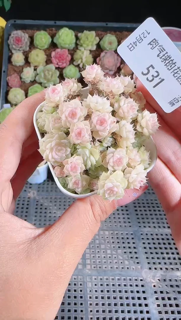 1204-531多肉群生不包整