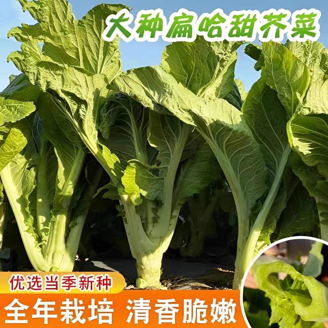 【大叶甜芥菜种子】阳台庭院四季盆栽种植农家菜园地芥菜蔬菜种
