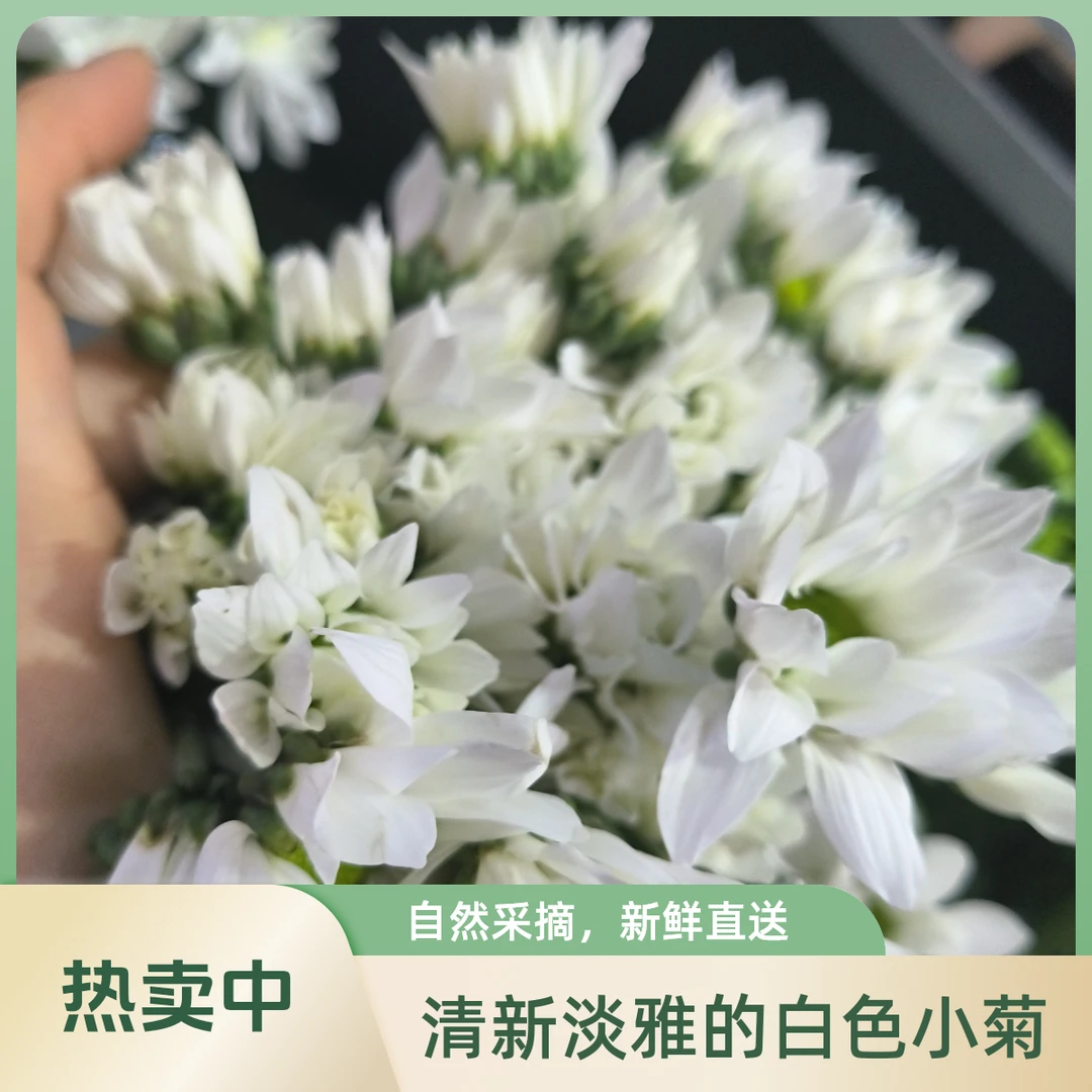 三文鱼白色小雏菊