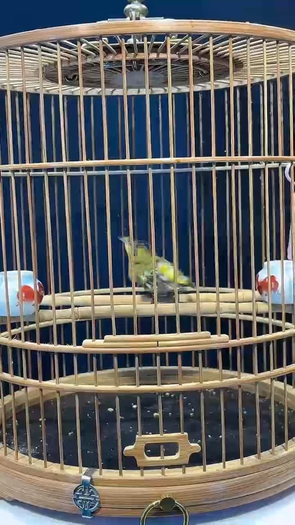 21号   黄雀养笼0元起拍