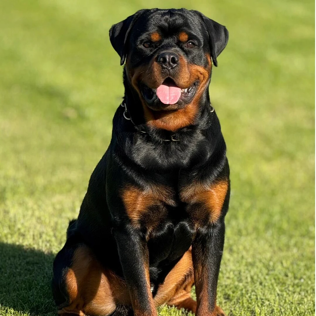 晴天罗威纳狗狗链接