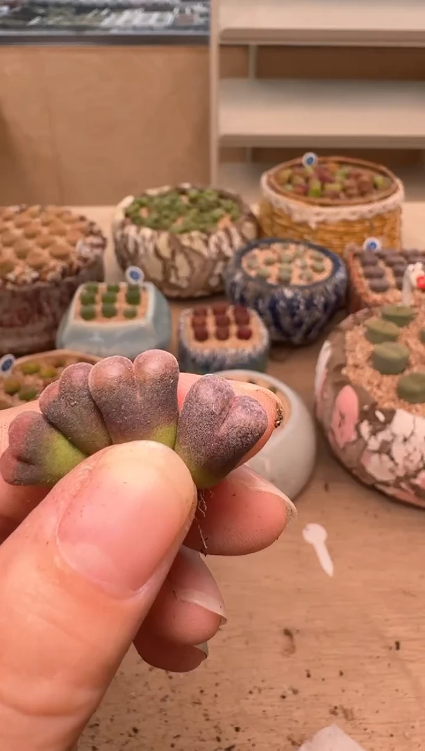 2-299多肉植物肉锥