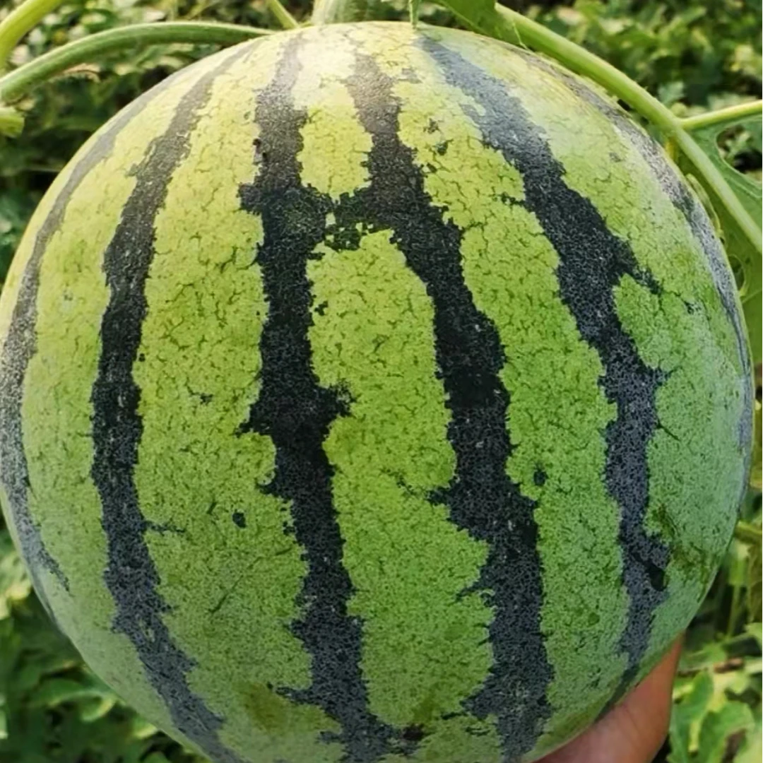 麒麟西瓜一个（超甜）