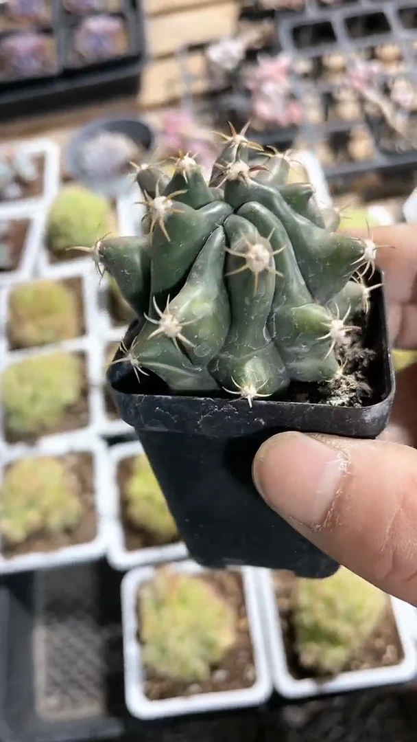 【闪购商品】563多肉