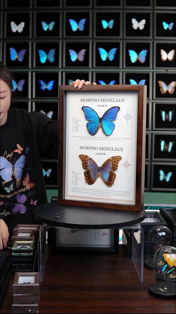 青**子定制大蓝闪雌蝶标本