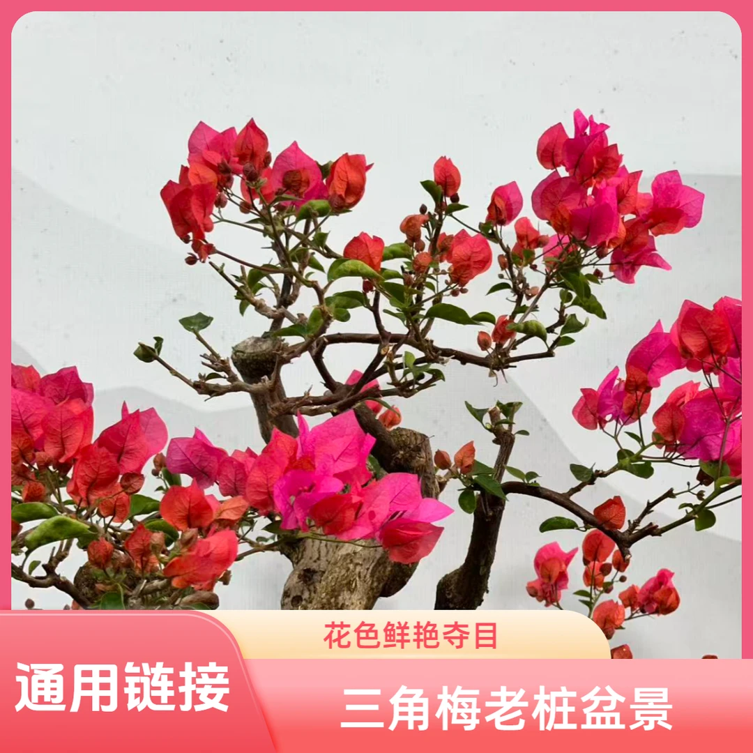 【艺景园林燕专用】通用三角梅造型盆景老桩好养勤花-3