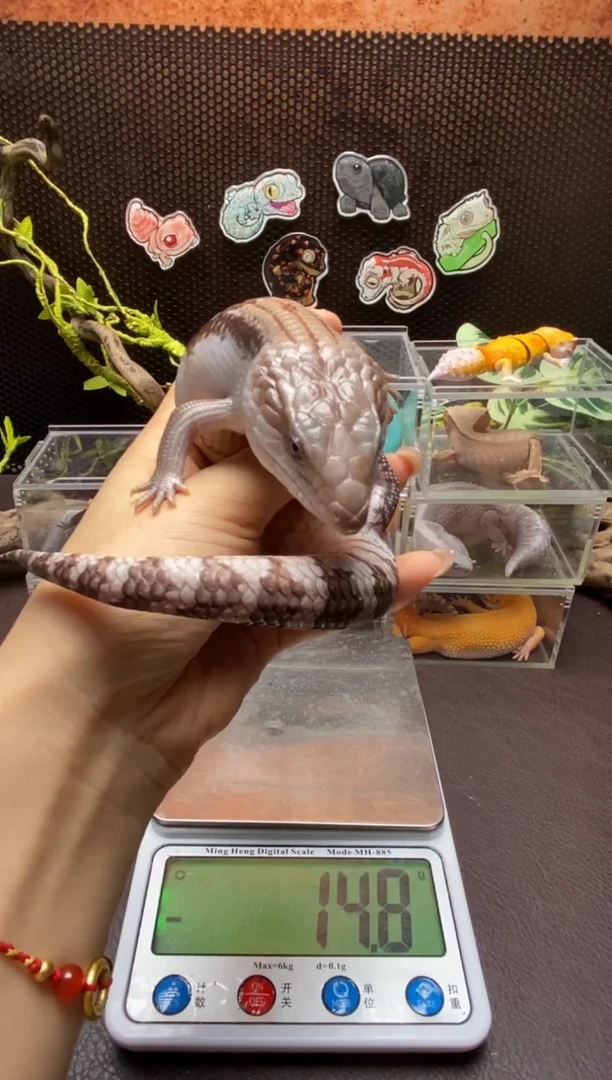 蓝舌石龙子鳞与尾 Scale Tail 爬宠昆北小亚成
