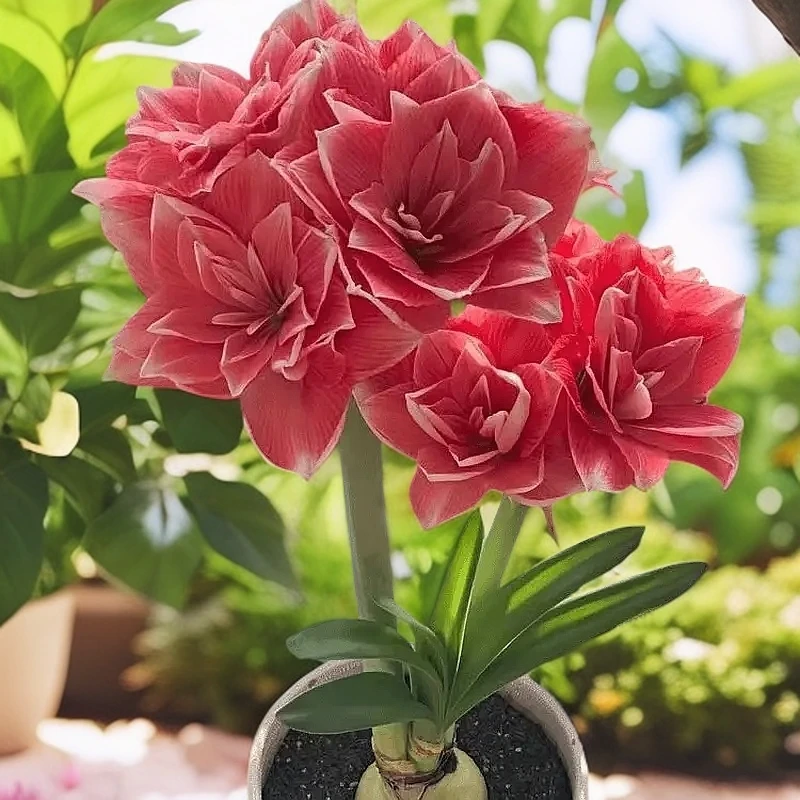 【反复开花】荷兰重瓣朱顶红盆栽花卉植物客厅绿植花卉大全好养活香