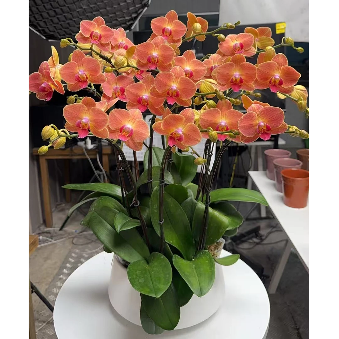 年宵花蝴蝶兰【三文鱼】开花鲜花客厅高档送礼绿植盆栽室内种植带花