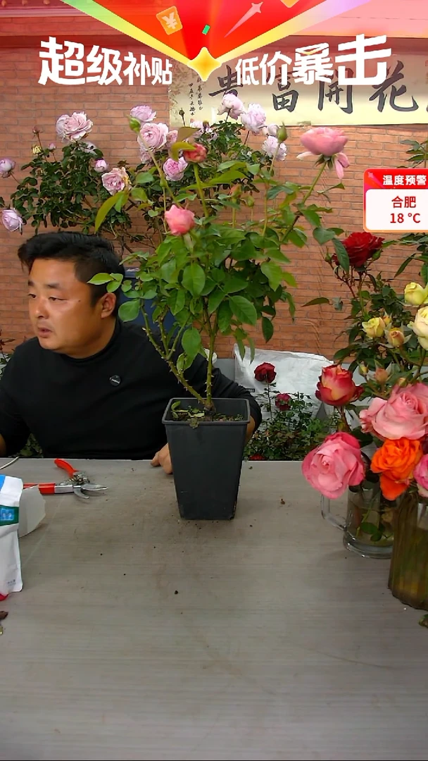 当前无花朵，栽培后可花朵粉朱丽叶