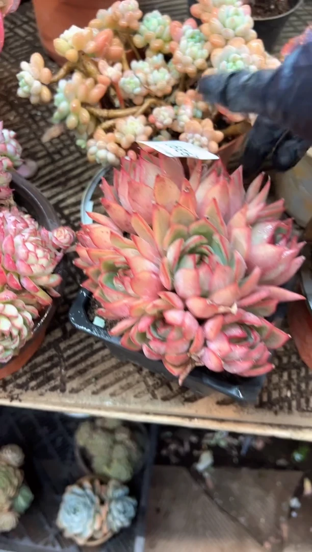 无*多肉植物一物一拍09391