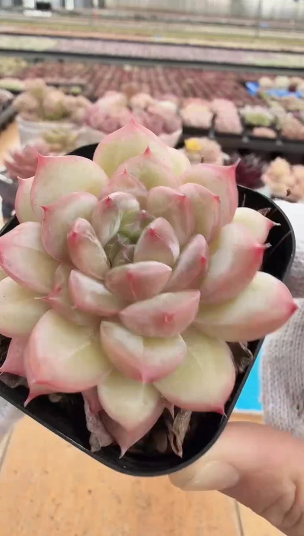 东云多肉园二店-18