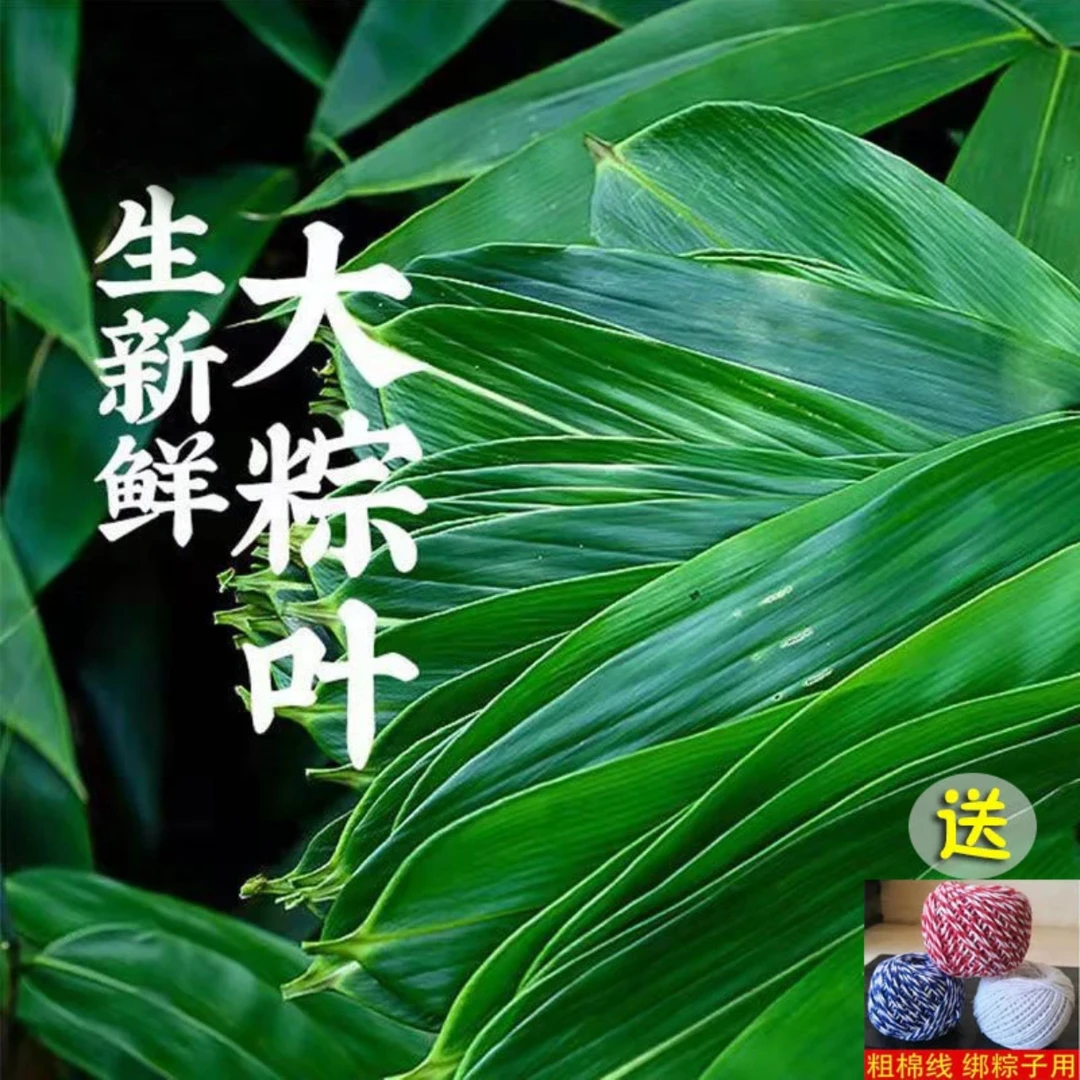 江西山里面的新鲜粽叶糯粽叶香味浓郁现摘现发