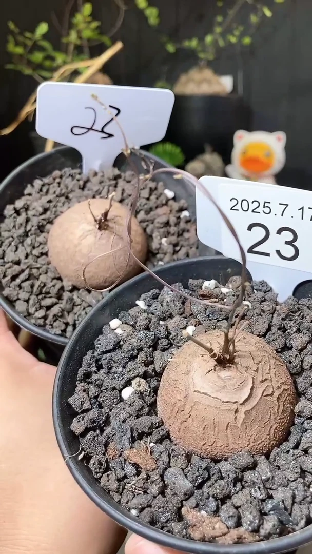 23号717福利南非龟甲龙买1送1个